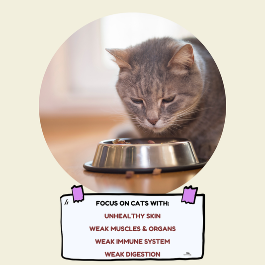 Proud - Super Premium Cat Food (Ocean Fish)
